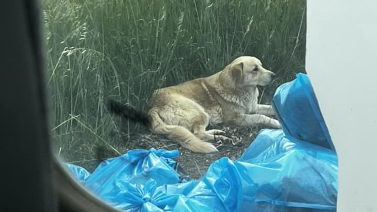 Illustration : "Il refuse d'accepter la perte de son chien lors d'un feu de forêt survenu 5 ans plus tôt et reçoit un témoignage faisant renaître son rêve le plus cher"