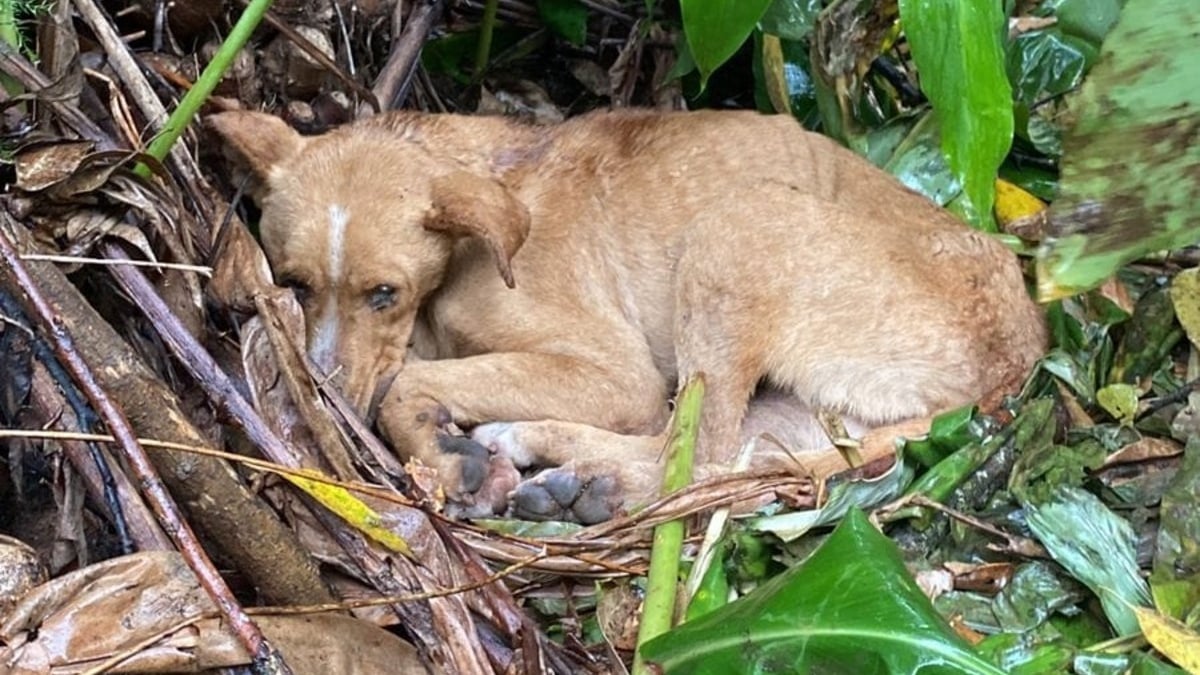 Illustration : "Une chienne immobile en pleine forêt manque de peu d'être renversée par des passionnés de motocross qui décident de la secourir"