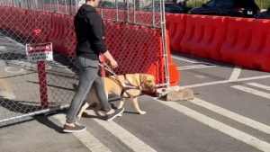 Illustration : Il va au restaurant avec son chien-guide, un employé le fait sortir en affirmant qu’il n’est pas aveugle 