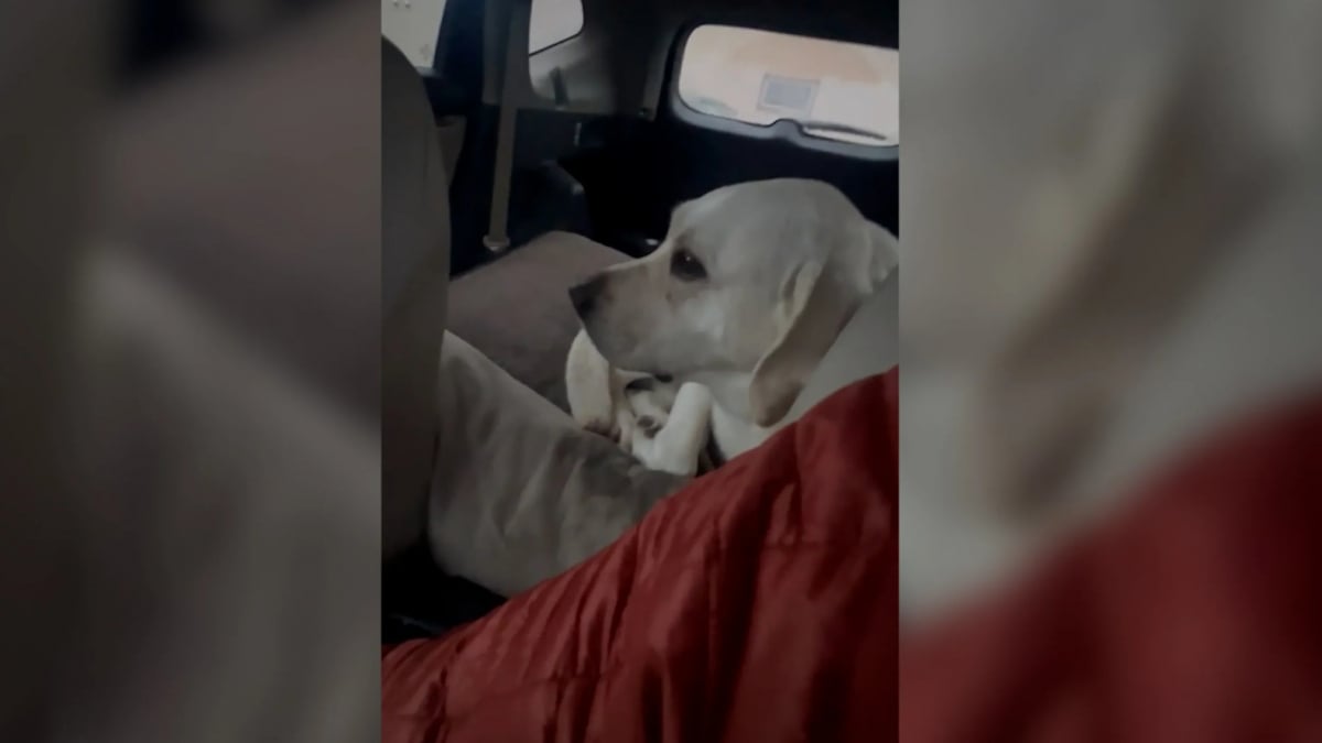 Illustration : "Un homme confond sa voiture avec une autre et se retrouve avec un chien inconnu"