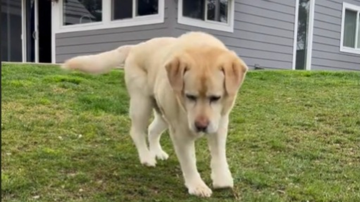 Illustration : "Un labrador handicapé trouve enfin le bonheur grâce à l'amour de sa famille (vidéo)"