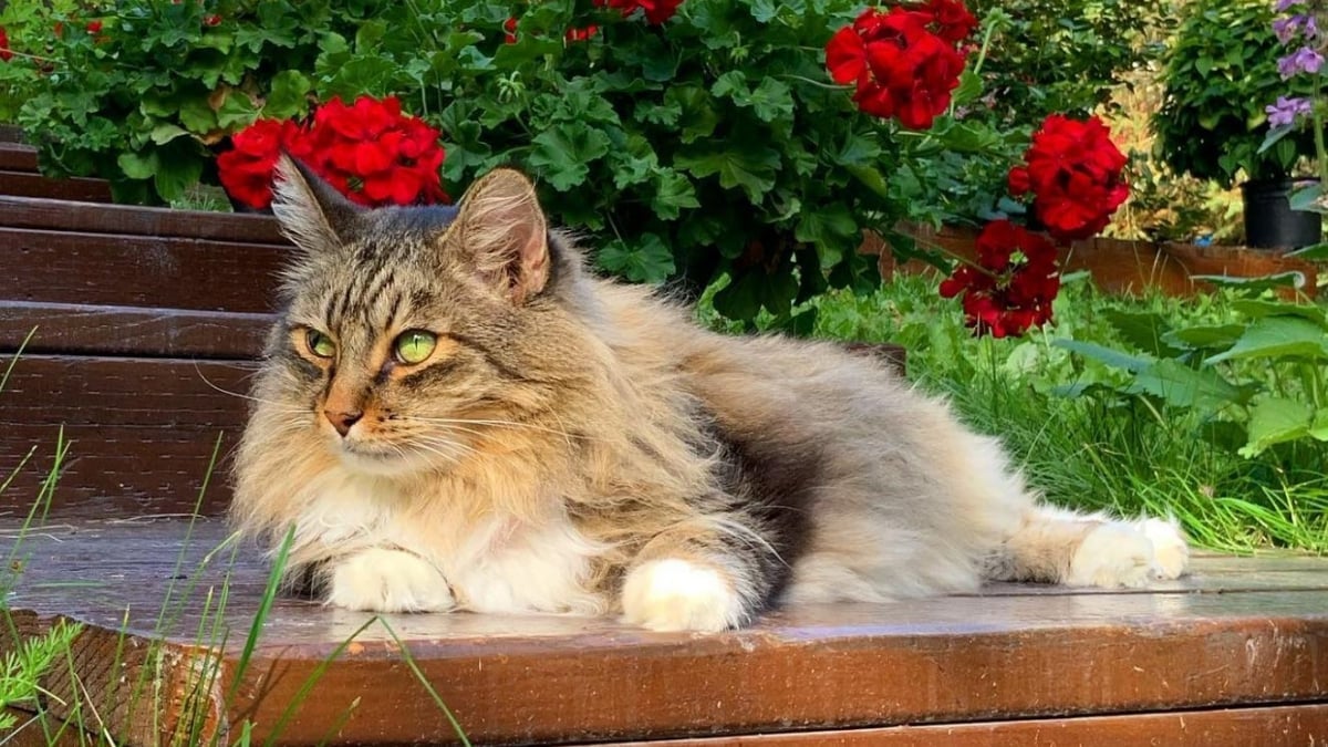 Ce chat a noué une improbable amitié avec un animal sauvage du Grand Nord  qui lui rend régulièrement visite (vidéo)