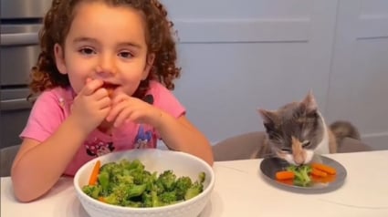 Illustration : Une adorable petite fille insiste pour prendre ses repas en compagnie de son chat afin qu’il se sente inclus dans la famille (vidéo)