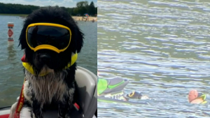 Illustration : Une chienne de sauvetage aquatique assurant sa première patrouille passe en mode "héroïne" en voyant 2 jet-skieurs en détresse
