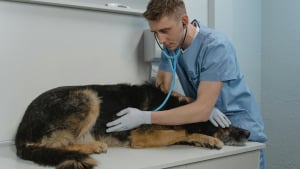 Illustration : 6 astuces pour aider votre chien à ne plus avoir peur des visites chez le vétérinaire