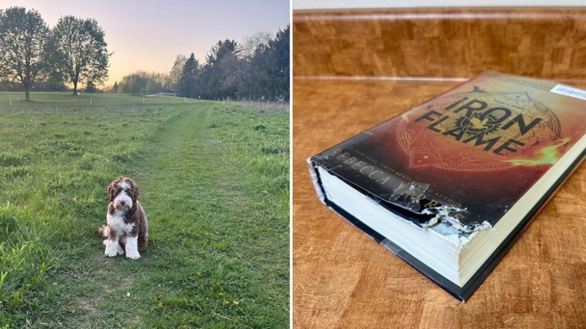 Illustration : "Cette bibliothèque arrête de facturer les livres endommagés par les animaux si les propriétaires envoient une photo de ceux-ci"