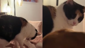 Illustration : Un félin réticent se met progressivement à apprécier la compagnie de son frère canin, à condition qu’il ne bouge pas (vidéo)