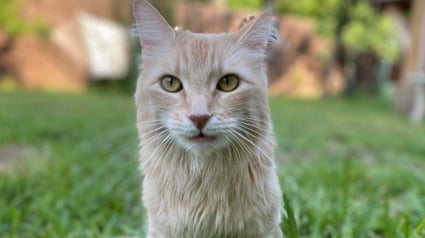 Illustration : L'espoir d'une nouvelle vie pour Shrimp, chatte miraculée après une chute de 3 étages