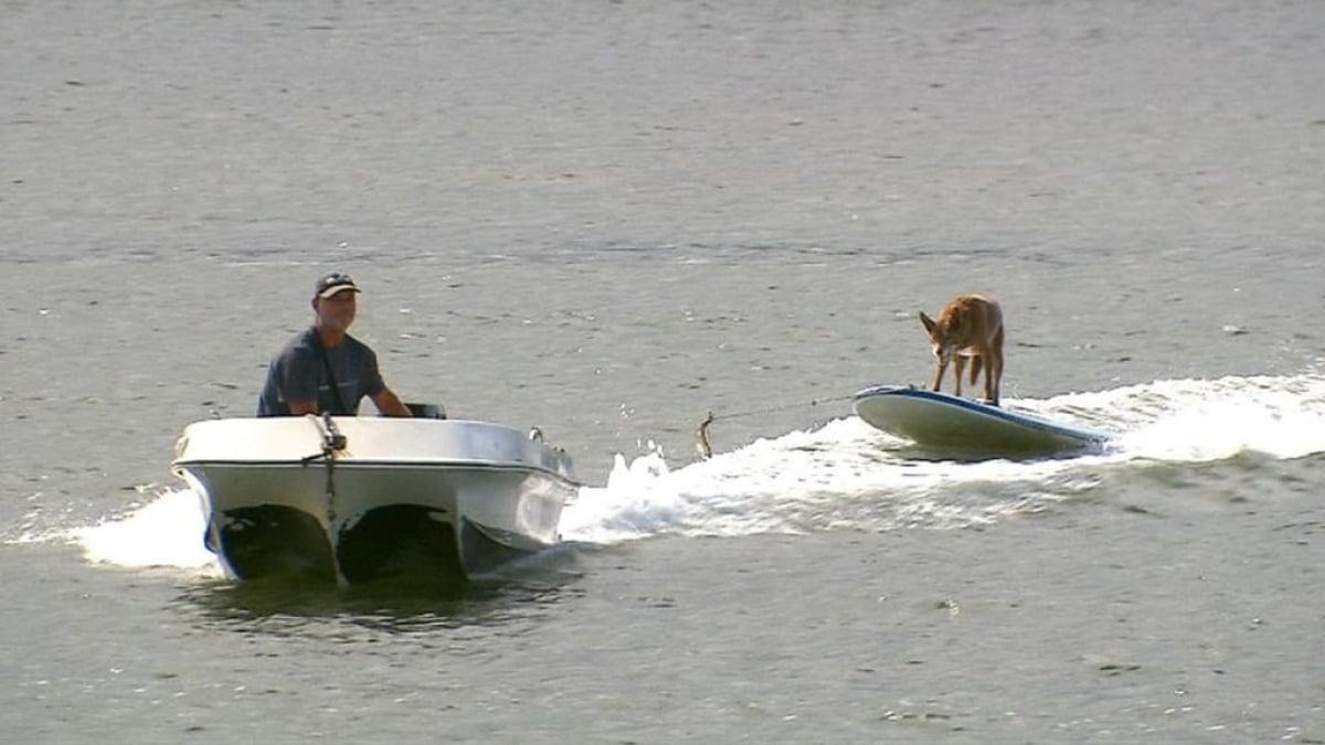 Illustration : "Chase, un chien senior, devient accro au wakeboard et surfe avec son propriétaire"