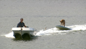 Illustration : Chase, un chien senior, devient accro au wakeboard et surfe avec son propriétaire