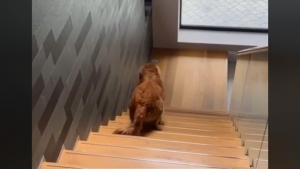 Illustration : Ce chien ingénieux découvre un moyen subtil pour contourner les règles et rejoindre son propriétaire à l'étage (vidéo)