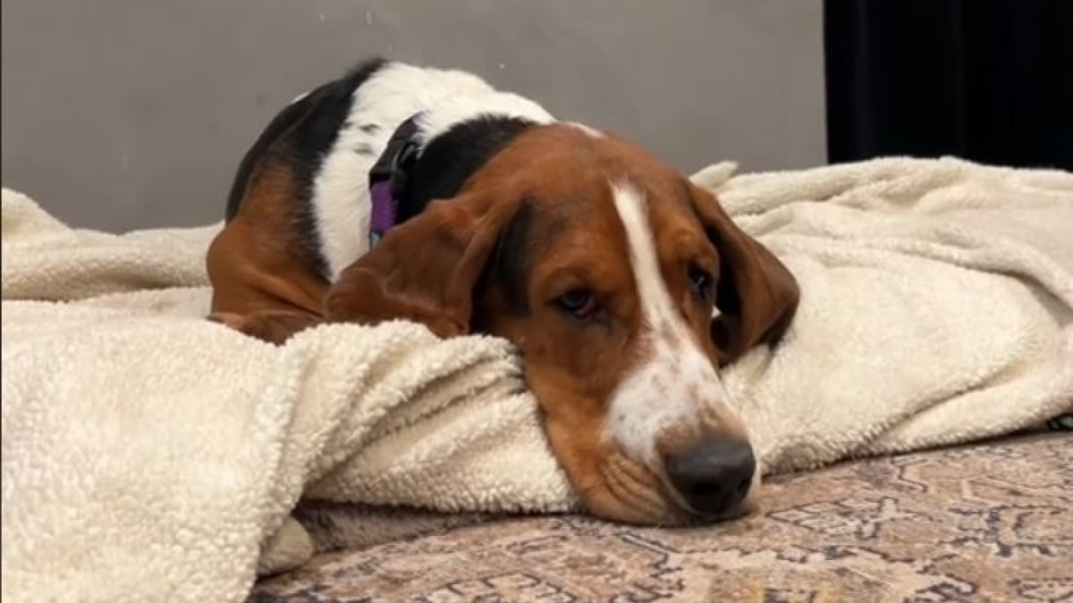 Illustration : "Un Basset Hound terrifié par les humains offre à sa maîtresse le plus beau des cadeaux de fête des mères (vidéo)"