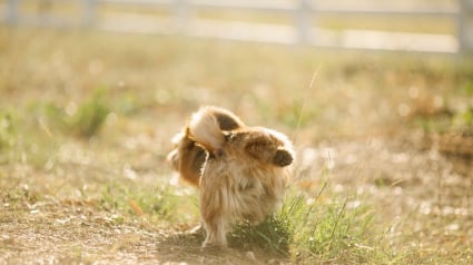 Illustration : 7 conseils permettant de venir à bout des odeurs d’urine de chien