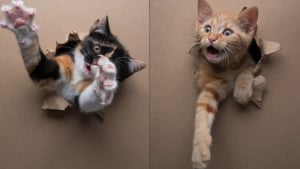 Illustration : "Un photographe passionné de chats dévoile les coulisses de sa nouvelle série de portraits de chatons traversant un mur de papier (vidéo) "