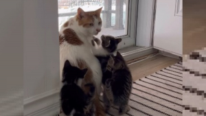 Illustration : "Un chat devenu père de substitution pour 5 chatons orphelins dévoile sa journée type de papa poule (vidéo)"