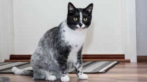 Illustration : Des scientifiques révèlent les secrets génétiques des chats au pelage poivre et sel unique au monde