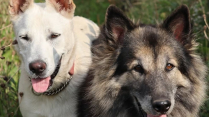 Illustration : Un chien sénior égaré depuis 2 jours retrouvé grâce à l'instinct héroïque de ami canin
