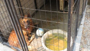 Illustration : Des anciens chiens de travail attendent leur nouvelle vie après avoir été négligés dans un refuge négligent
