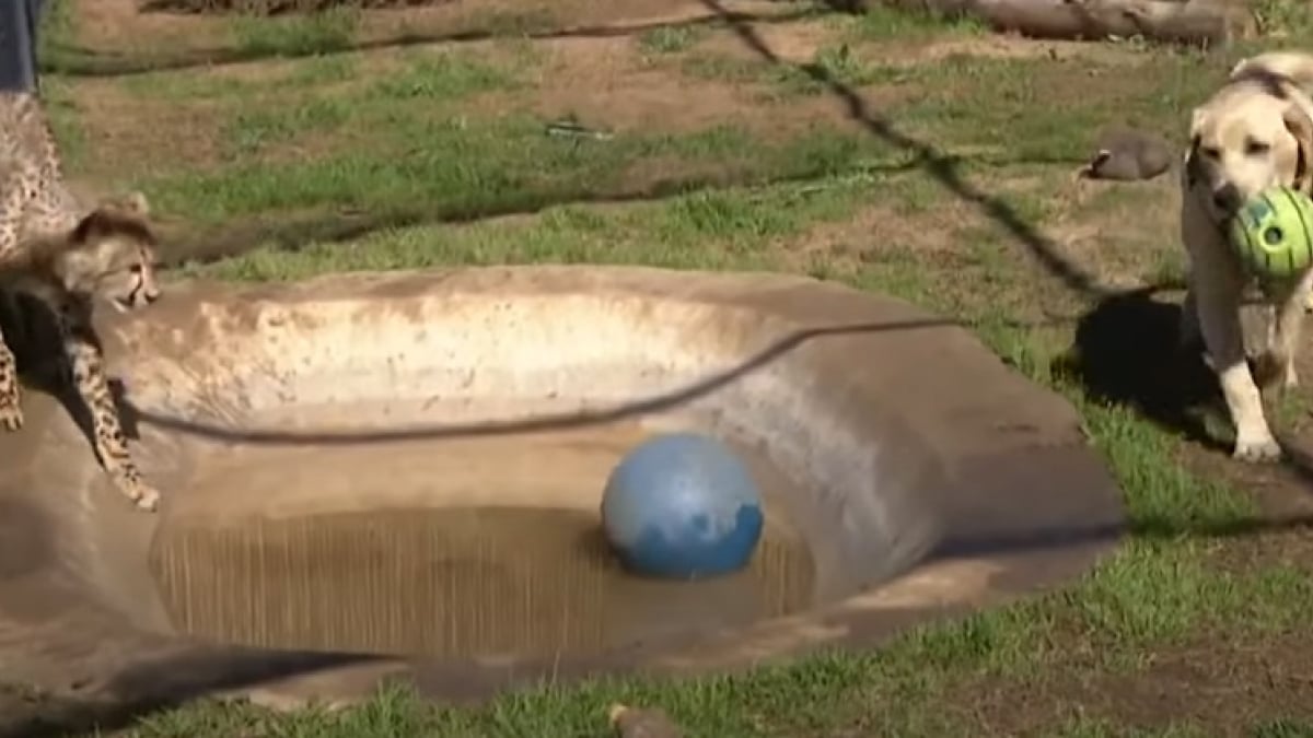 Illustration : "Ce chiot calme l’anxiété d’un jeune guépard vivant dans un zoo (vidéo) "