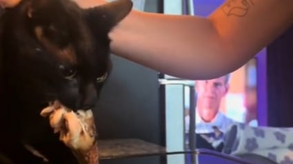 Illustration : Binx, le chat gourmet, dérobe une cuisse de poulet sous le nez de sa maîtresse (vidéo)