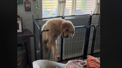 Illustration : Un chiot montre ses talents d’acrobates à plusieurs reprises en s’échappant de son parc (vidéo)