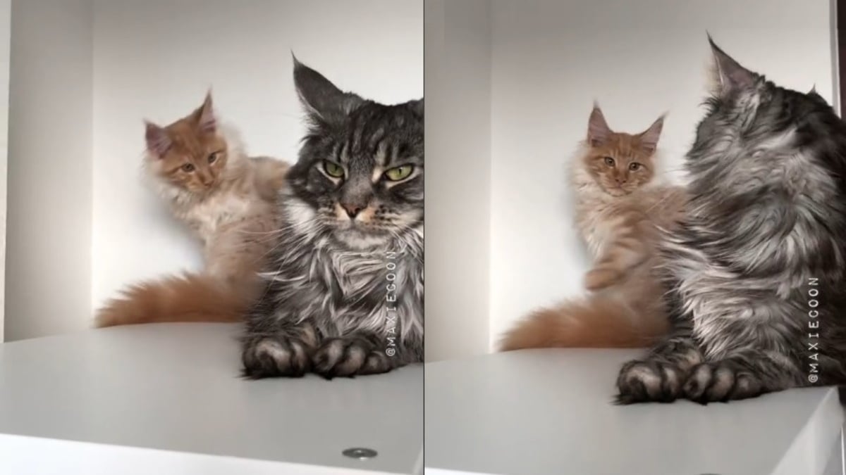 Illustration : "Un chat taquin continue de tourmenter sa sœur Maine Coon même en grandissant (vidéo)"
