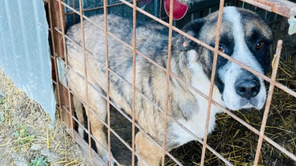 Illustration : Entassé avec 2000 congénères dans une fourrière en Roumanie, ce chien rêve d'une famille à aimer (vidéo) 