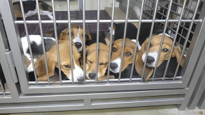 Illustration : L'élevage canin gigantesque où 4000 Beagles destinés aux laboratoires ont été saisis plaide coupable et paiera une amende record