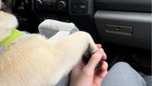 Illustration : "Un Carlin nerveux en voiture trouve du réconfort en tenant la patte de sa maîtresse (vidéo)"