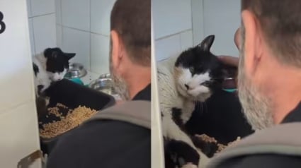 Illustration : 12 ans après sa disparition, un chat fait son arrivée au refuge et retrouve son maître (vidéo)