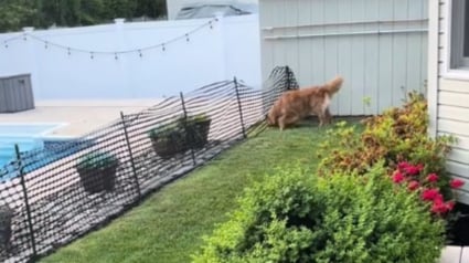 Illustration : Malgré le filet de protection, ce Golden Retriever rusé trouve toujours un moyen de plonger dans la piscine (vidéo)