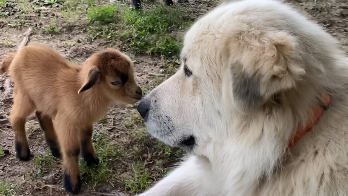 Illustration : "La tendresse d'une Chienne de montagne des Pyrénées envers deux nouveaux-nés chevreaux (vidéo)"