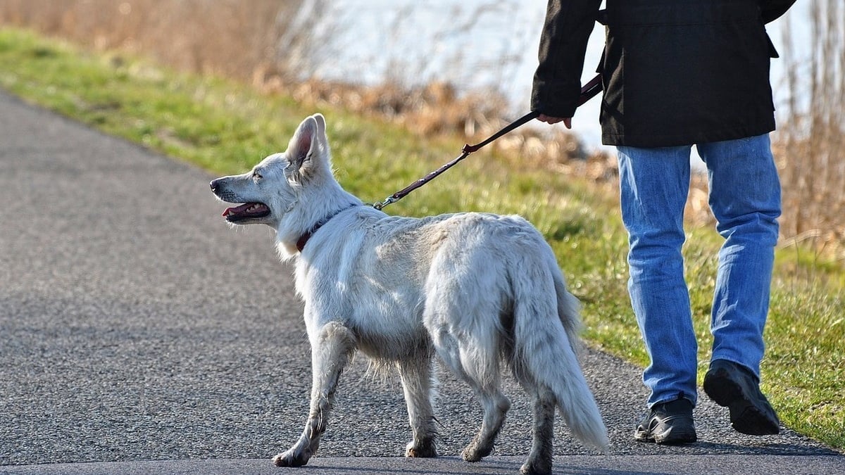 Illustration : "Dans cette ville, la police compte sur la contribution des propriétaires de chiens pour assurer la sécurité dans leurs quartiers"