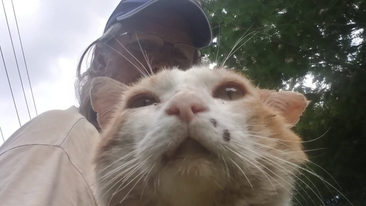 Illustration : "Un homme sans abri sauve son chat sérieusement blessé après une bagarre et appelle à la mobilisation pour payer ses soins"