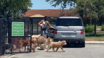 Illustration : Ce promeneur de chiens maîtrise parfaitement sa meute sans laisse (vidéo)