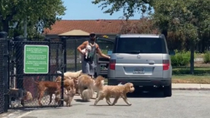 Illustration : "Ce promeneur de chiens maîtrise parfaitement sa meute sans laisse (vidéo)"