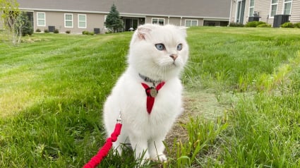 Illustration : Ce chat joue un rôle crucial au mariage de ses maîtres en apportant les alliances