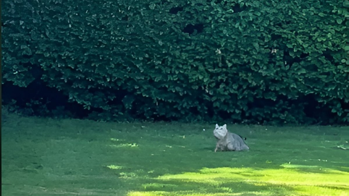 Illustration : "Une femme filme la joie d'un chat d'intérieur joue dans le jardin pour la première fois de sa vie (vidéo)"