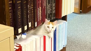 Illustration : La belle histoire de Dewey, un chaton errant malade qui est devenu la mascotte bien-aimée d’une bibliothèque publique