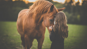 Illustration : Comment rendre hommage à son cheval et organiser son souvenir ?
