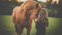 Illustration : Comment rendre hommage à son cheval et organiser son souvenir ?