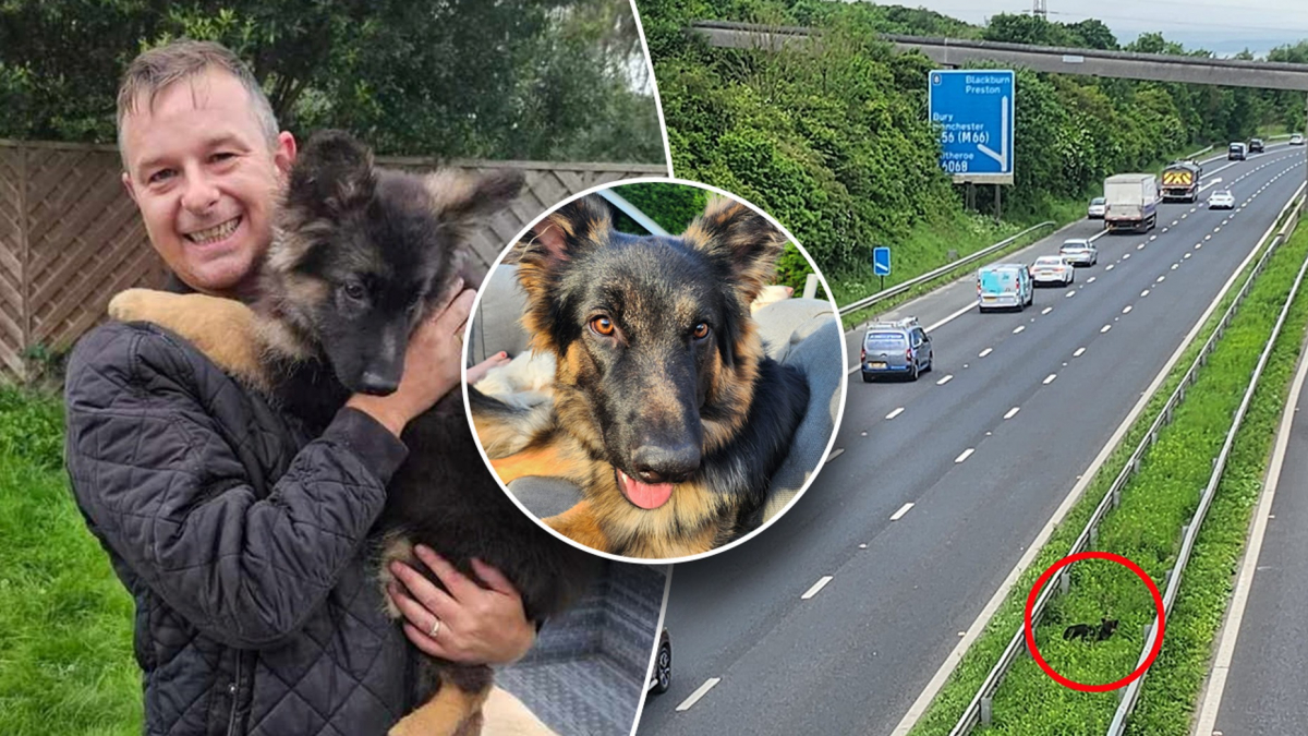 Illustration : "Pris au piège au milieu de l’autoroute, un chien fugueur oblige les autorités à bloquer la circulation pour sortir de cette situation dangereuse"