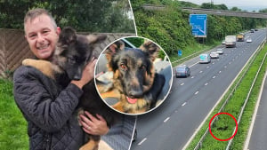 Illustration : Pris au piège au milieu de l’autoroute, un chien fugueur oblige les autorités à bloquer la circulation pour sortir de cette situation dangereuse