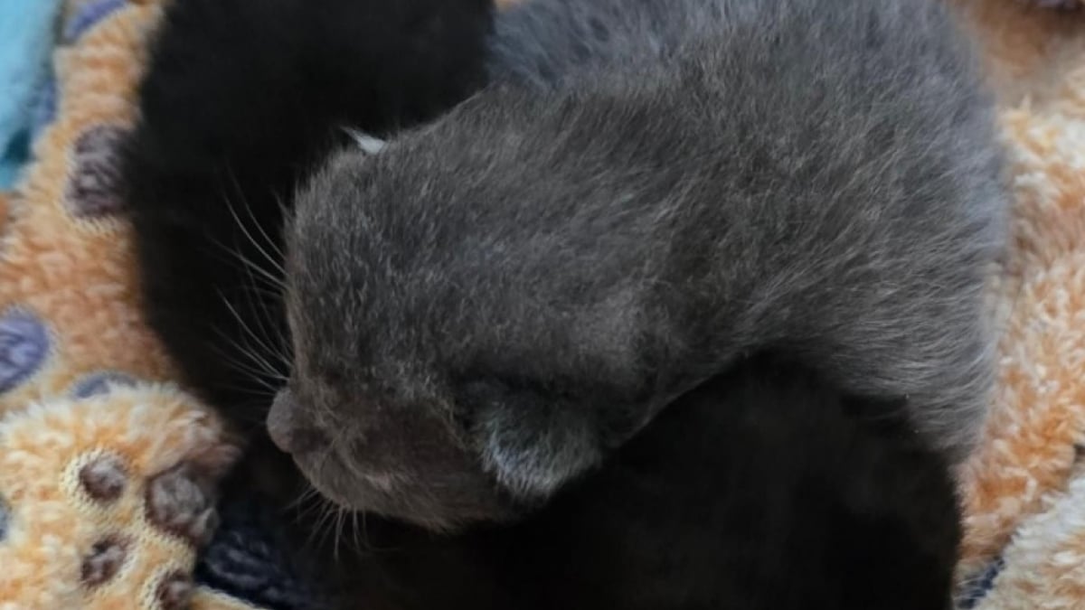 Illustration : "Des sauveteurs unissent leurs forces et réunissent une fratrie de chatons séparée depuis plusieurs semaines"