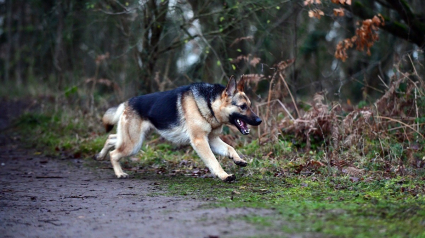 Illustration : Victime d'un accident avec son maître, un chien agit en héros en parcourant plus de 6 km pour alerter sa famille