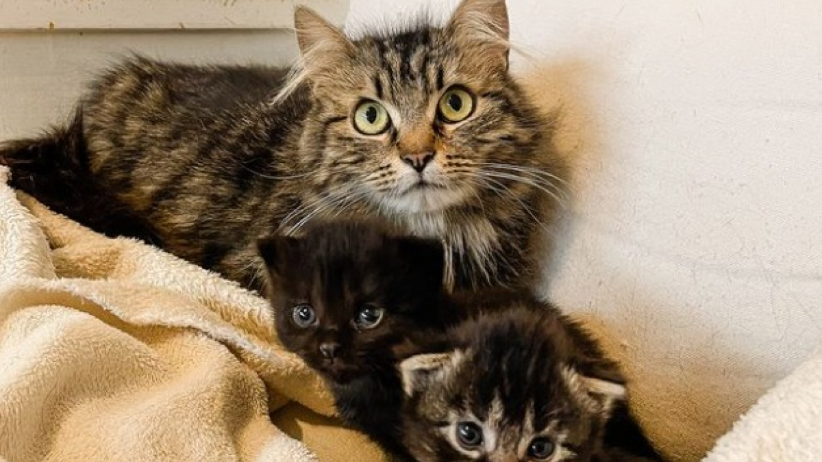 Illustration : "À la recherche de Mathilda, une chatte repérée sur le toit d’une maison avec 2 chatons dans la gueule"