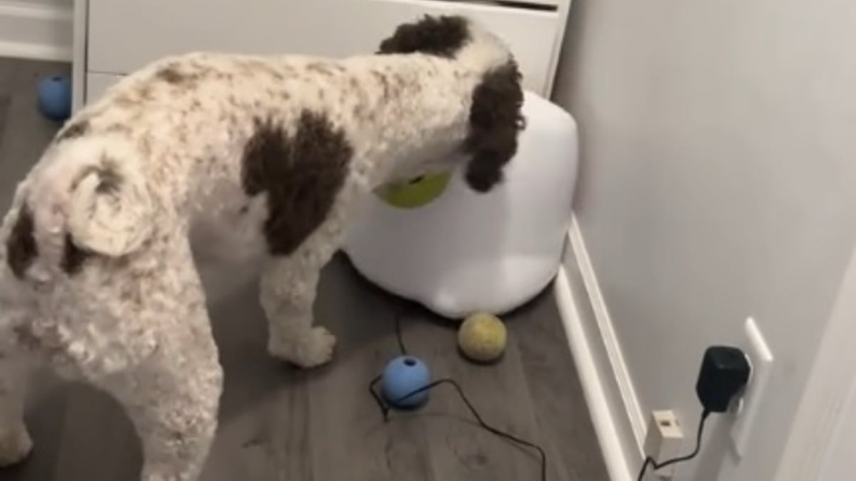 Illustration : "Cette chienne amusante se met en rogne contre sa machine à balles qu'elle croit détraquée (vidéo)"