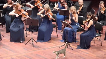 Illustration : Un chat errant vole la vedette aux musiciens lors d’un concert de musique classique (vidéo)