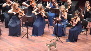 Illustration : "Un chat errant vole la vedette aux musiciens lors d’un concert de musique classique (vidéo)"