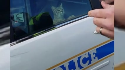 Illustration : Les images d'un chat détenu dans un véhicule de police après un accident révèlent le grand coeur des policiers (vidéo) 